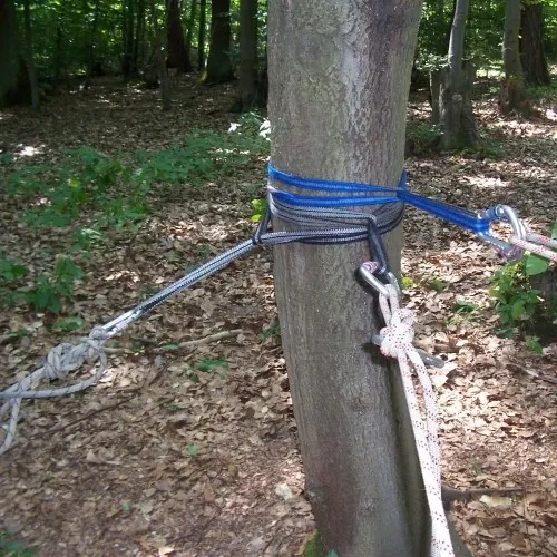 Nahaufnahme: blaue Bandschlinge und Seil an einem Baumstamm, Teil einer niedrigen Seilkonstruktion