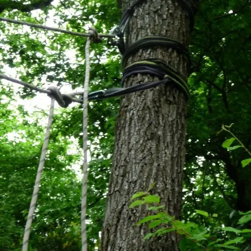 Mit Bandschlingen an einem Baumstamm befestigte Seile einer Seilkonstruktion im Wald