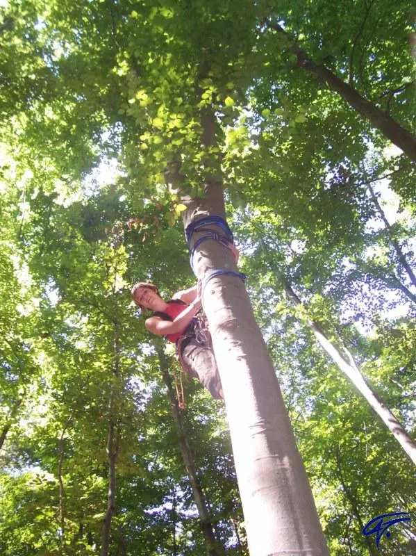 Blick von unten auf eine Person, die an einem hohen Baumstamm hinaufklettert