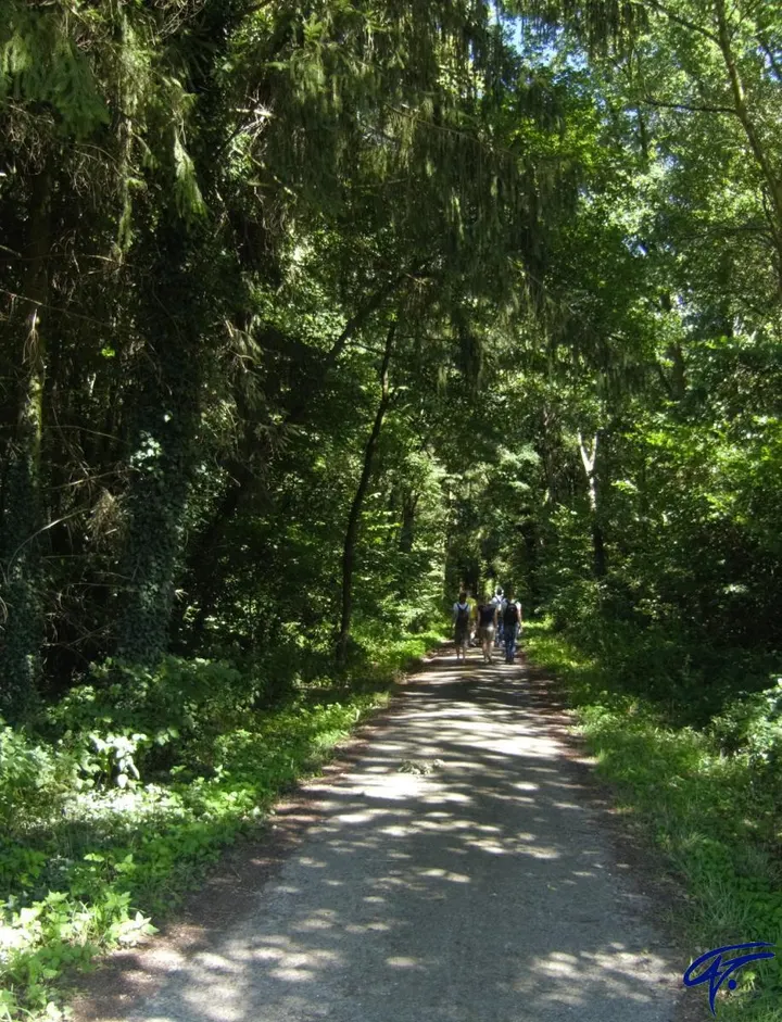 Eine Gruppe wandert auf einem schattigen Waldweg